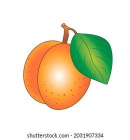 apricot in cartoon style isolated on transparent background. vector illustration 