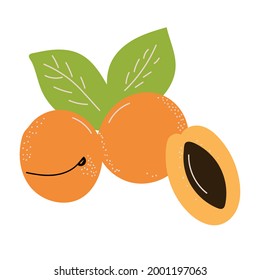 Apricot in cartoon style on a white background. Vector graphic illustration. A hand-drawn sketch. Healthy organic vegan food. Natural organic food. Vector illustration of a cartoon.