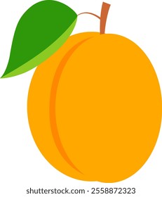 Apricot in cartoon style. Vector illustration with transparent background.