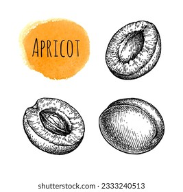 Apricot and its cross-sections. Hand drawn ink illustration. Vintage style.