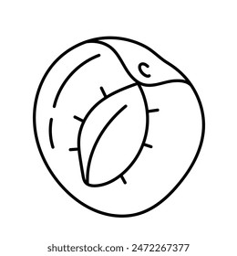 Apricot in doodle style. Vector isolated on white background