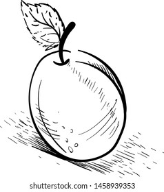 Apricot drawing, illustration, vector on white background.