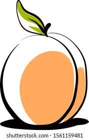 Apricot drawing, illustration, vector on white background.