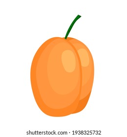 apricot drawing on white background, vector illustration