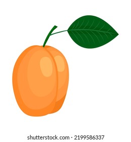 Apricot, drawing on a white background, vector illustration
