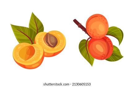 Apricot Drupe Fruit with Green Leaves Isolated on White Background Vector Set