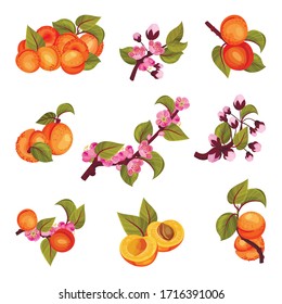 Apricot Drupe Fruit Hanging on Leafy Tree Branch and Halved Vector Set