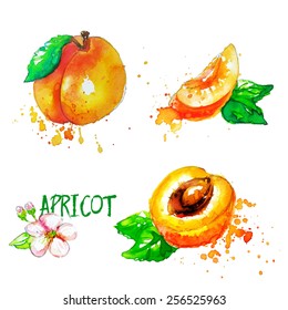 apricot , each element on a separate layer