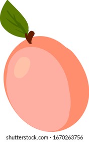 Plano de albaricoque, ilustración, vector sobre fondo blanco.