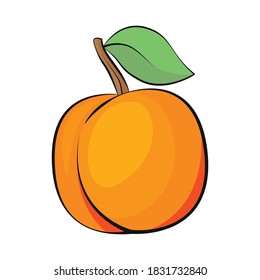 Apricot flat vector isolated. Organic food vector illustration. Fruit isolated. No background. Vegan food. Fruits vector illustration. Flat cartoon style.