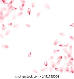 Apricot flower flying petals isolated on white. Stylish beauty salon background. Japanese sakura petals springtime confetti, blossom elements flying. Falling cherry blossom flower parts design.