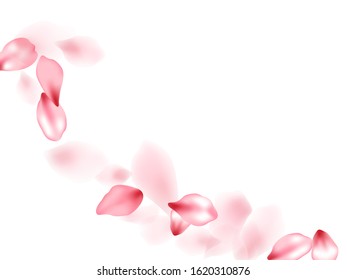 Apricot flower flying petals isolated on white. Delicate beauty salon background. Japanese sakura petals seasonal confetti, blossom elements flying. Falling cherry blooming flower parts design.