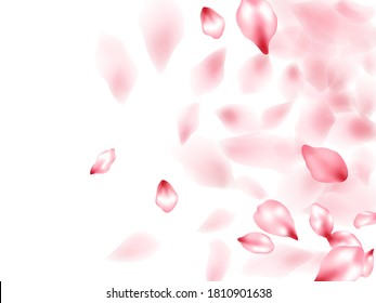 Apricot flower flying petals isolated on white. Glamour floral background. Japanese sakura petals springtime confetti, blossom elements flying. Falling cherry blooming flower parts vector.