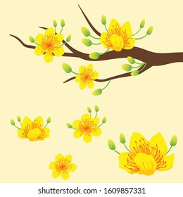 
Apricot flowers for decoration in Lunar new year apply with banner, poster, card, backdrop