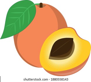 Apricot Fresh Fruit Full And Half Vector Image