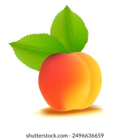 Apricot. Fresh, nutritious, delicious Apricot. A delicious and healthy dessert. Elements for label design. Fruit ingredients in mesh technique. Vector illustration.