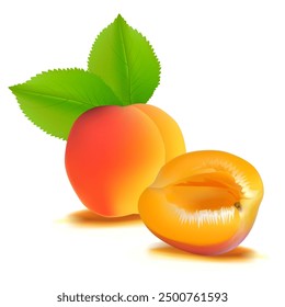 Apricot. Fresh, nutritious, delicious Apricot. A delicious and healthy dessert. Elements for label design. Fruit ingredients in mesh technique. Vector illustration.