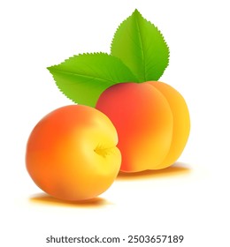 Apricot. Fresh, nutritious, delicious Apricot. A delicious and healthy dessert. Elements for label design. Fruit ingredients in mesh technique. Vector illustration.