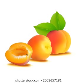 Apricot. Fresh, nutritious, delicious Apricot. A delicious and healthy dessert. Elements for label design. Fruit ingredients in mesh technique. Vector illustration.