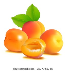 Apricot. Fresh, nutritious, delicious Apricot. A delicious and healthy dessert. Elements for label design. Fruit ingredients in mesh technique. Vector illustration.