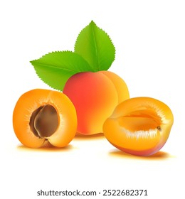 Damasco. Damasco fresco, nutritivo e delicioso. Uma sobremesa deliciosa e saudável. Elementos para o desenho do rótulo. Ingredientes de fruta na técnica de malha. Ilustração vetorial.