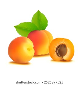 Damasco. Damasco fresco, nutritivo e delicioso. Uma sobremesa deliciosa e saudável. Elementos para o desenho do rótulo. Ingredientes de fruta na técnica de malha. Ilustração vetorial.