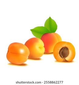 Apricot. Fresh, nutritious, delicious Apricot. A delicious and healthy dessert. Elements for label design. Fruit ingredients in mesh technique. Vector illustration.