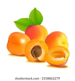 Apricot. Fresh, nutritious, delicious Apricot. A delicious and healthy dessert. Elements for label design. Fruit ingredients in mesh technique. Vector illustration.