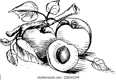 Apricot fruit
