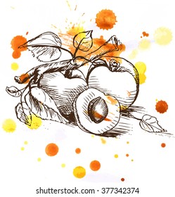 Apricot fruit