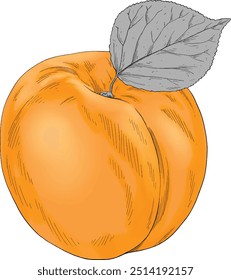 Apricot fruit colored hand drawn illustration