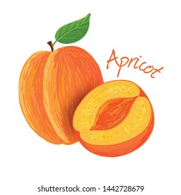 Apricot, fruit doodle drawings vector illustration.