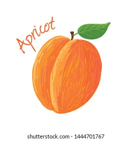 Apricot, fruit doodle drawings vector illustration.