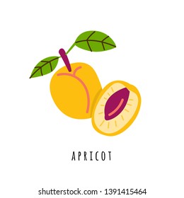 Apricot fruit flat vector illustration. Cartoon sweet fresh fruit. Creative clipart with typography. Isolated icon for healthy cooking menu, logo, design element