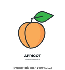 Apricot fruit icon, outline with color fill style vector illustration