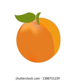 Apricot fruit illustration on the white background. Vector illustration