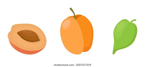 Apricot fruit isolated on a white background. Vector illustration, icon of fruits. Whole and chopped apricots and green leaf in a hand-drawn style.