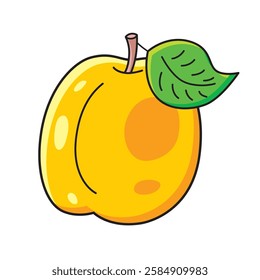 Apricot fruit isolated vector illustration