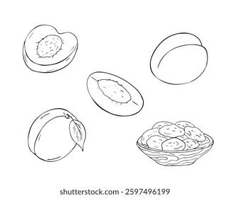 Apricot fruit set. Hand drawn isolated illustration on white.   Whole apricots with leaves, sliced fruits, and dried apricots in a wooden bowl.