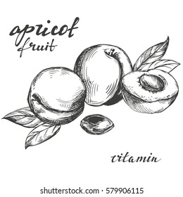 apricot fruit set hand drawn vector illustration sketch