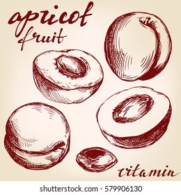 apricot fruit set hand drawn vector illustration sketch