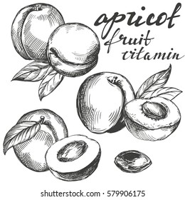 apricot fruit set hand drawn vector illustration sketch