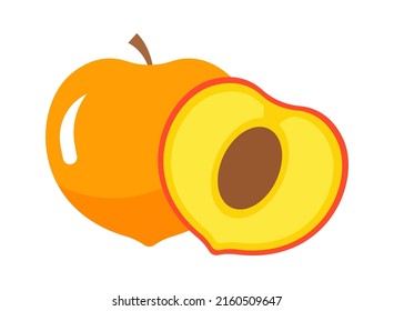 Apricot fruit with slice. Vector illustration