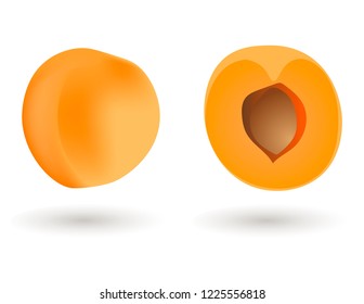 Apricot fruit vector
