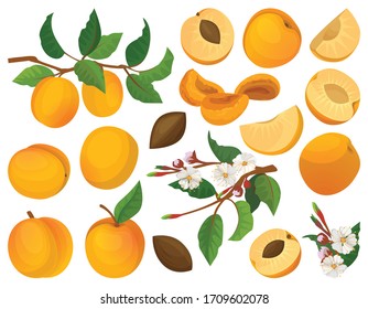 Apricot of fruit vector cartoon set icon. Vector illustration peach on white background. Isolated cartoon set icon apricot of fruit.