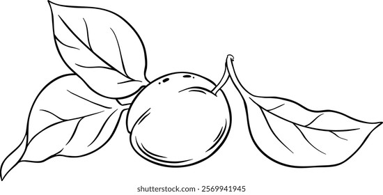 apricot fruit vector isolated illustration