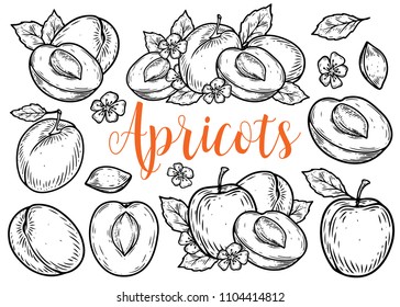 Apricot fruit vector set. Engraved organic food hand drawn sketch engraving illustration. Black white apricot isolated on white background.