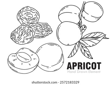 Apricot fruit vector sketch. Branched leaves, Whole, Cut , Dried, Ornament design, fruit coloring pages, agriculture, packaging design