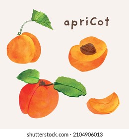 Apricot fruit watercolor illustration set. Painterly watercolor texture and ink drawing elements. Hand drawn and hand painted. Vector