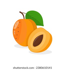 Apricot fruit whole and half with pit vector illustration on a white background